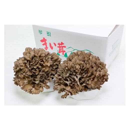 ふるさと納税 島根県 飯南町 琴引舞茸まるごと２株！約400ｇ×２株【 きのこ キノコ 舞茸 まいたけ 完全無農薬 贈答用  Ａ-93 】｜furusatochoice｜04