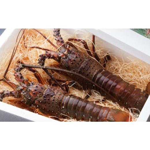ふるさと納税 カツオ 高知県 室戸市 定期便10回 徳さん オススメ 山海の幸定期便 10ヶ月 鰹 カツオ まぐろ 鮪 ねぎとろ うなぎ 鰻 伊勢海老 伊勢エビ イセエビ…_6