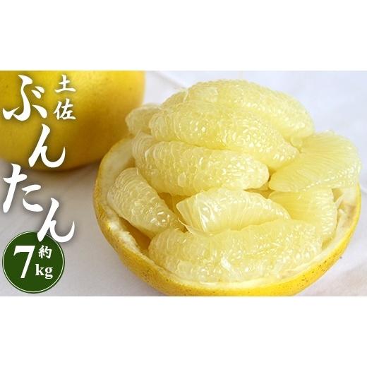 ふるさと納税 みかん・柑橘類 高知県 香南市 土佐文旦 約7kg (2L〜4Lサイズ) 高知 先行予約 期間限定 間城農園 - 柑橘類 果物 くだもの フルーツ ぶんたん ブ…