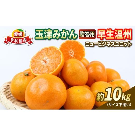 ふるさと納税 果物類 みかん 愛媛県 宇和島市 贈答用 優品 愛媛 みかん 早生 温州 10kg サイズ不揃い 玉津みかん ニュービジネスユニット 先行予約 早生温州 …