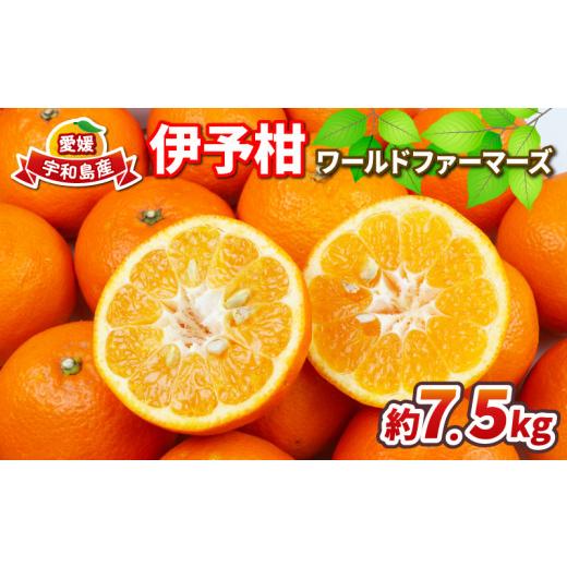 ふるさと納税 みかん・柑橘類 愛媛県 宇和島市 みかん 伊予柑 7.5kg ワールドファーマーズ いよかん 蜜柑 mikan 愛媛みかん 愛媛蜜柑 愛媛ミカン 柑橘 果物 く…