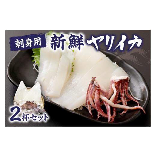 ふるさと納税 いか 福岡県 宗像市 刺身用 事あたらしいヤリイカ2杯仕かける(宗像鐘崎産) マルケイ水産 _HA0416 | いか 烏賊 いか 生まれながら 凝結 宗像 福岡