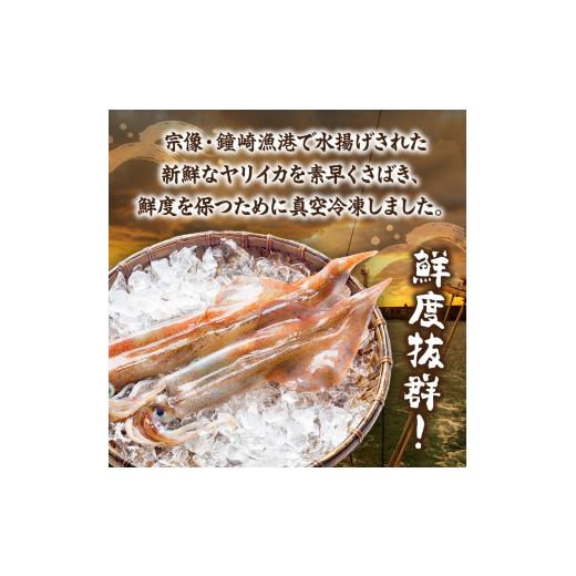 ふるさと納税 いか 福岡県 宗像市 刺身用 事あたらしいヤリイカ2杯仕かける(宗像鐘崎産) マルケイ水産 _HA0416 | いか 烏賊 いか 生まれながら 凝結 宗像 福岡