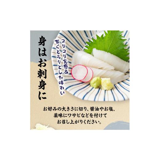 ふるさと納税 いか 福岡県 宗像市 刺身用 事あたらしいヤリイカ2杯仕かける(宗像鐘崎産) マルケイ水産 _HA0416 | いか 烏賊 いか 生まれながら 凝結 宗像 福岡