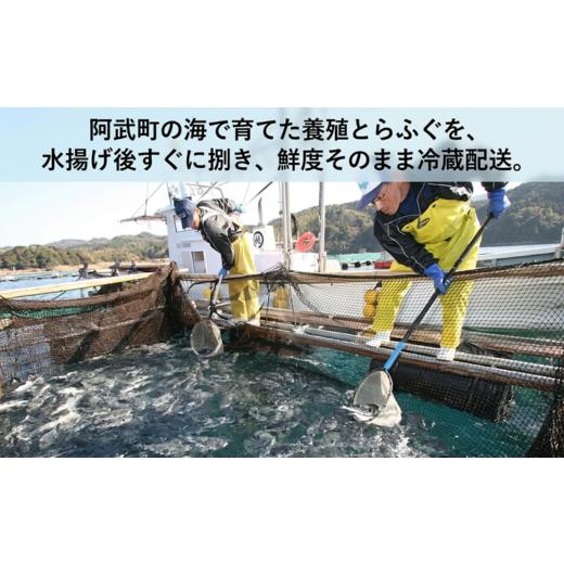 ふるさと納税 フグ 山口県 阿武町 先行予約 ふく料理 2人前 阿武町産 トラフグ 刺身 ちり鍋 セット 冷蔵配送 《お届け：2026年10月中旬〜2027年3月末出荷予定…_4