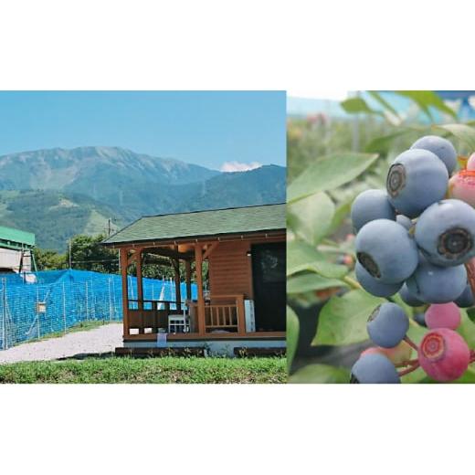 ふるさと納税 体験チケット 滋賀県 米原市 2026年6月〜8月ご利用分 ブルーベリー狩り体験体験チケット(ペア)  