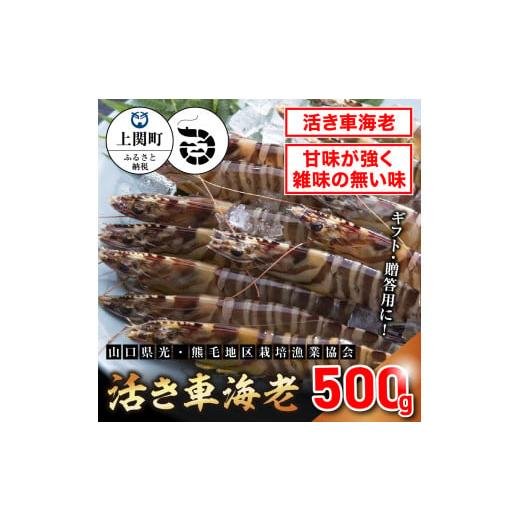 ふるさと納税 エビ 山口県 上関町 B-1 活き車えび500g 山口県光・熊毛地区栽培漁業協会 (1月発送分) 1月発送分