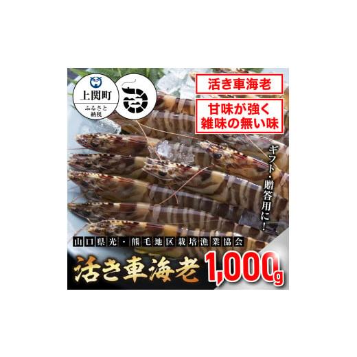 ふるさと納税 エビ 山口県 上関町 C-4 活き車えび1,000g 山口県光・熊毛地区栽培漁業協会 (1月発送分) 1月発送分
