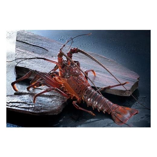 ふるさと納税 三重県 南伊勢町 大伊勢海老（400〜600g）１尾　山庄水産／　活　伊勢えび　三重県　南伊勢町　ブランド　伊勢志摩 大伊勢海老 600g