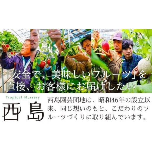 ふるさと納税 果物の詰合せ 高知県 南国市  年5回 旬のフルーツ定期便 季節のフルーツセット｜5回定期便 イチゴ いちご スイカ すいか マンゴー まんごー メロ…_9