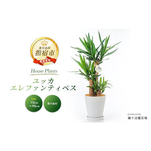 ふるさと納税 雑貨・日用品 苗木 鹿児島県 指宿市 2026年3月上旬〜発送 観葉植物 ユッカ・エレファンティペス70cm〜90cm(鎌ヶ迫園芸場／IB086-001) 南国鹿児島…の画像