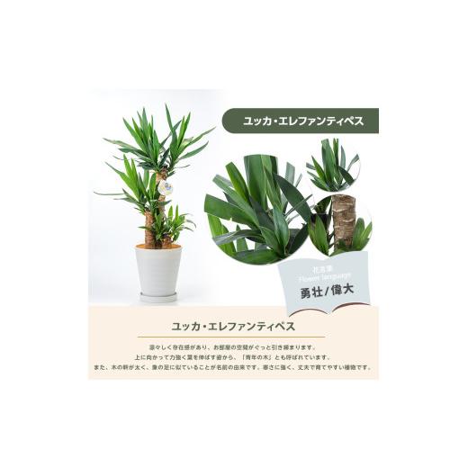 ふるさと納税 雑貨・日用品 苗木 鹿児島県 指宿市 2026年3月上旬〜発送 観葉植物 ユッカ・エレファンティペス70cm〜90cm(鎌ヶ迫園芸場／IB086-001) 南国鹿児島…の画像