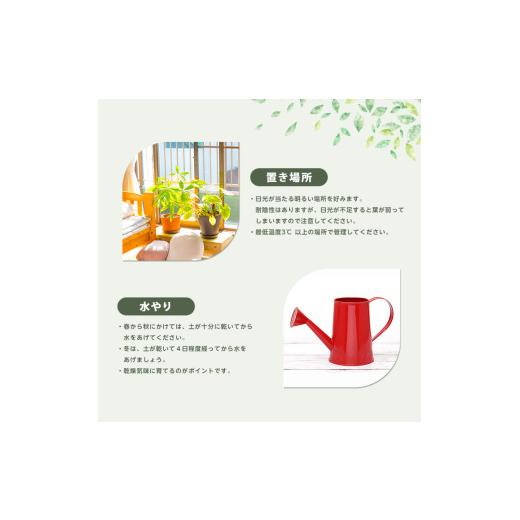ふるさと納税 雑貨・日用品 苗木 鹿児島県 指宿市 2026年3月上旬〜発送 観葉植物 ユッカ・エレファンティペス70cm〜90cm(鎌ヶ迫園芸場／IB086-001) 南国鹿児島…の画像