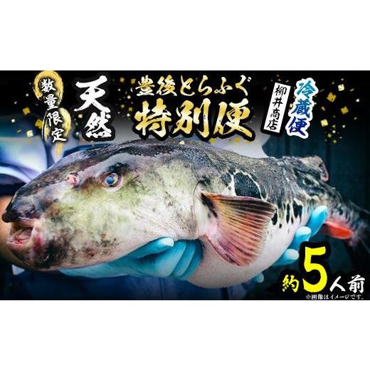 ふるさと納税 フグ 大分県 佐伯市 数量限定 豊後水道 天然とらふぐ 特別便 (約5人前) ふぐ フグ とらふぐ ヒレ 皮 アラ てっちり鍋 鍋 ふぐ唐揚げ ふぐ刺し フ…_1