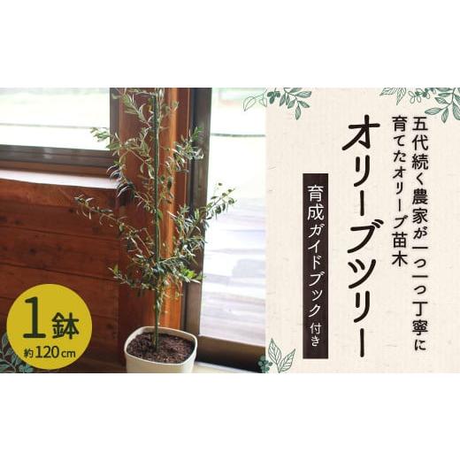 ふるさと納税 熊本県 水俣市 オリーブツリー 1鉢 育成ガイドブック付き 植物 鉢植え