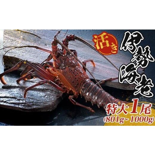 ふるさと納税 エビ 伊勢エビ 三重県 南伊勢町 最高級 活き 大伊勢海老 約801〜1000g 1尾 伊勢海老 伊勢えび 産地直送 天然 国産 海鮮 新鮮 刺し身 味噌 焼き物…