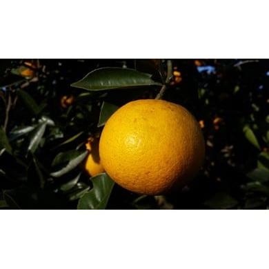 ふるさと納税 みかん・柑橘類 熊本県 宇土市 73-9 先行予約 中嶋果樹園 栽培期間中 無農薬栽培 MOA自然農法 ネーブルオレンジ約5kg