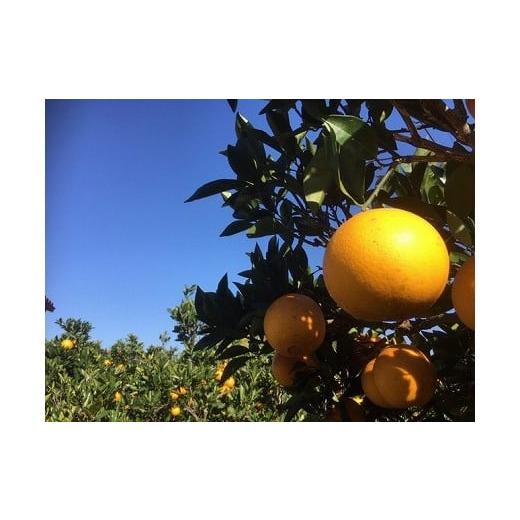 ふるさと納税 みかん・柑橘類 熊本県 宇土市 73-10 先行予約 中嶋果樹園 栽培期間中無農薬 MOA自然農法 ネーブルオレンジ 約10kg