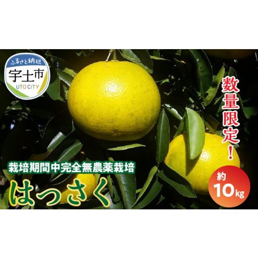 ふるさと納税 みかん・柑橘類 熊本県 宇土市 73-11 中嶋果樹園 栽培期間中無農薬 MOA自然農法 ハッサク 約10kg