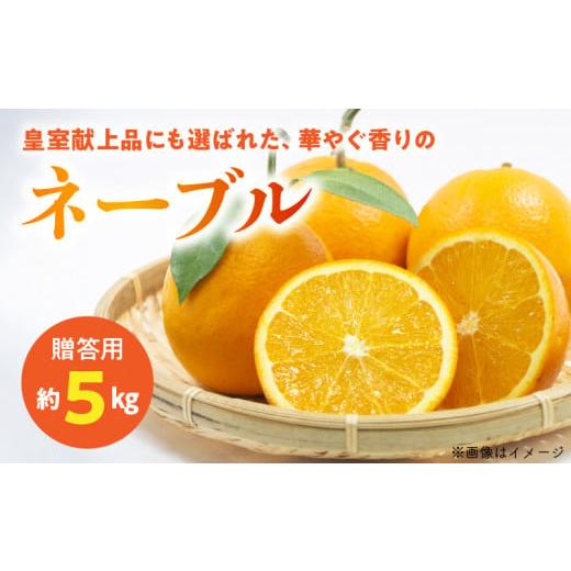 ふるさと納税 みかん・柑橘類 熊本県 宇土市 54-12 先行予約 福島オレンジ農園 贈答用 減農薬栽培 おいしい樹成甘熟 ネーブル 約5kg