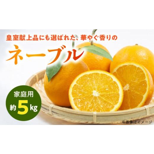 ふるさと納税 みかん・柑橘類 熊本県 宇土市 54-13 先行予約 福島オレンジ農園 家庭用 減農薬栽培 おいしい樹成甘熟 ネーブル 約5kg