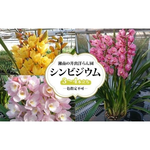 ふるさと納税 雑貨・日用品 花 神奈川県 寒川町 湘南の洋蘭 シンビジウム 3〜4本 色の指定不可 シンビジューム Cymbidium 蘭 ラン らん 花 お花 生花 ピンク …