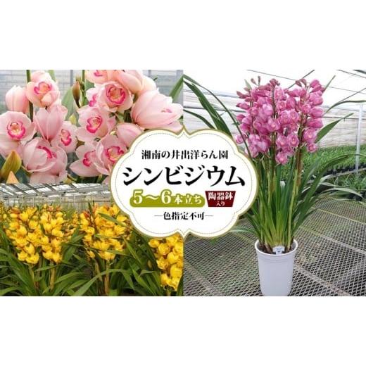 ふるさと納税 雑貨・日用品 花 神奈川県 寒川町 湘南の洋蘭 シンビジウム 5〜6本 陶器鉢入り 色の指定不可 シンビジューム Cymbidium 蘭 ラン らん 花 お花 生…