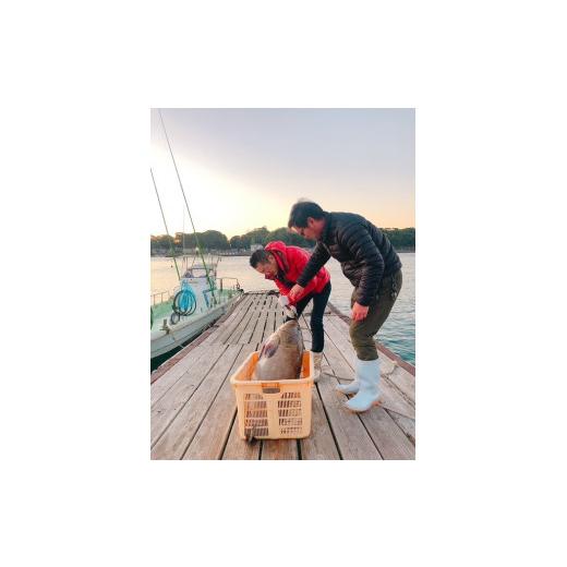 ふるさと納税 海鮮鍋 高知県 南国市 幻 の 天然 クエ 直送 クエ鍋 用400ｇ 魚 魚介 高級 人気 おすすめ 贈答用 ゆず庵 高知県 南国市_2