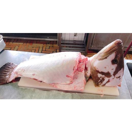 ふるさと納税 海鮮鍋 高知県 南国市 幻 の 天然 クエ 直送 クエ鍋 用400ｇ 魚 魚介 高級 人気 おすすめ 贈答用 ゆず庵 高知県 南国市_4