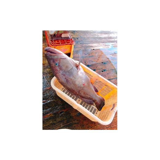 ふるさと納税 海鮮鍋 高知県 南国市 幻 の 天然 クエ 直送 クエ鍋 用400ｇ 魚 魚介 高級 人気 おすすめ 贈答用 ゆず庵 高知県 南国市_5