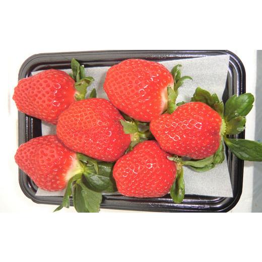 ふるさと納税 いちご 高知県 宿毛市 だるま苺(さがほのか)4パック いちご 大粒 フルーツ 果物 家庭用 訳あり イーツ こだわり 冷蔵 JA 農協 高知 だるま夕…