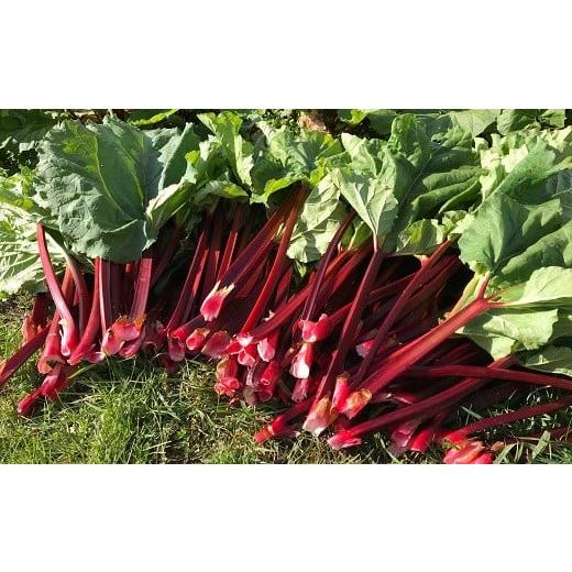 ふるさと納税 果物類 北海道 赤井川村 2.滝本農場『有機栽培 赤いルバーブ』(赤井川村産):9月 (2)滝本農場『有機栽培 赤いルバーブ』(赤井川村産):配…