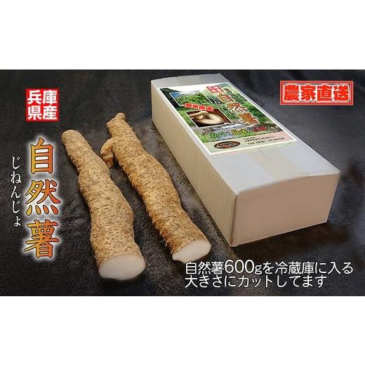 ふるさと納税 人参・大根・他根菜 兵庫県 朝来市 11月下旬から発送開始 農家直送 朝来市産特選自然薯(じねんじょ) 600g 数量限定 季節限定 自然薯 じねんじょ…