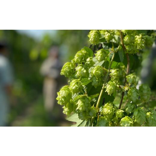 美品 ふるさと納税 山形県 長井市 【定期便12ヶ月】キリンビールクラシックラガー350ml×24缶(１ケース)×12ヶ月_D106 【DG2904559745】(102300円)