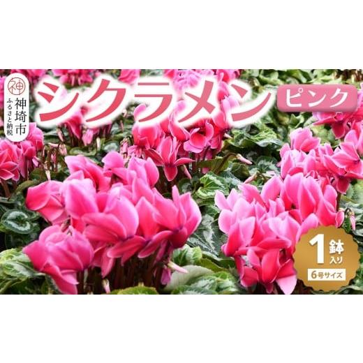 ふるさと納税 雑貨・日用品 花 佐賀県 神埼市 先行受付11月20日より発送 数量・期間限定 鉢花 シクラメン ピンク6号鉢 シクラメン 冬のギフト ふるさと納税 (…