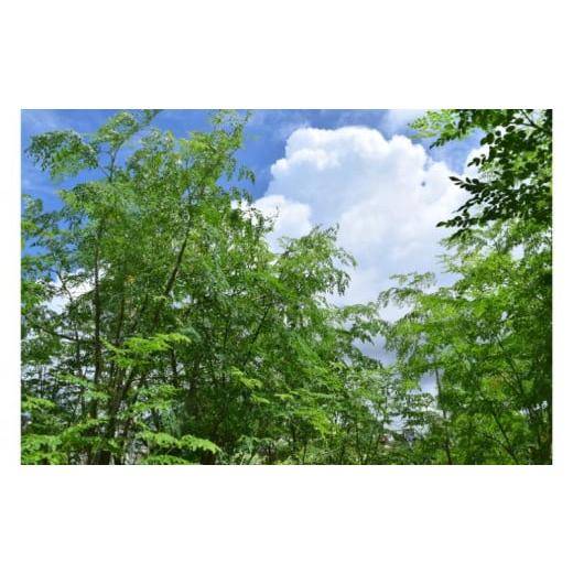 ふるさと納税 美容 沖縄県 読谷村 奇跡の植物 モリンガ タブレット（5個セット） お手軽 持ち歩きに 読谷村産 飲みやすい 沖縄_4