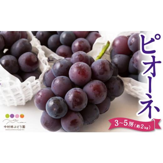 ふるさと納税 ぶどう 福岡県 うきは市 先行予約 中村柿ぶどう園 ピオーネ 3房から5房 (約2kg) 2026年7月上旬〜8月下旬より順次発送予定 葡萄 ぶどう ブドウ…