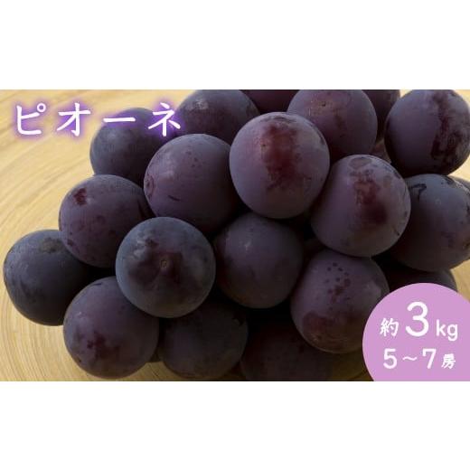 ふるさと納税 福岡県 うきは市 P146【先行予約】宝玉農園 ピオーネ 5〜7房 (約3kg) 7房 約3kg