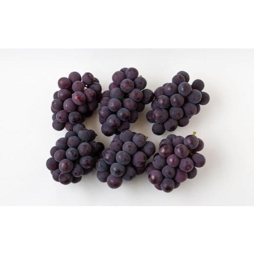 ふるさと納税 福岡県 うきは市 P146【先行予約】宝玉農園 ピオーネ 5〜7房 (約3kg) 7房 約3kg