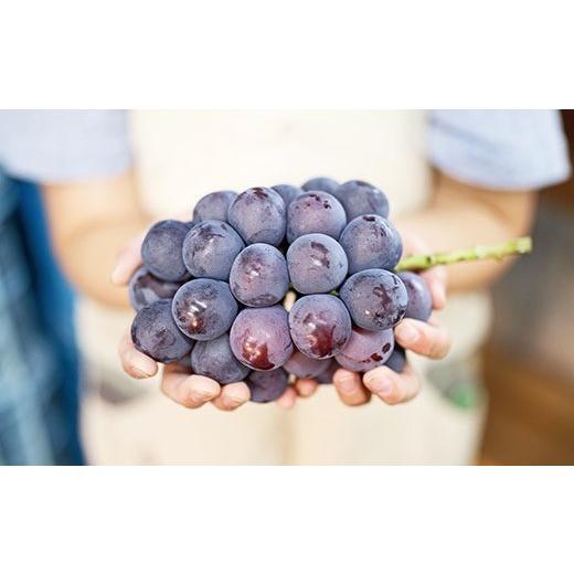 ふるさと納税 福岡県 うきは市 P146【先行予約】宝玉農園 ピオーネ 5〜7房 (約3kg) 7房 約3kg