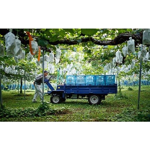 ふるさと納税 福岡県 うきは市 P146【先行予約】宝玉農園 ピオーネ 5〜7房 (約3kg) 7房 約3kg