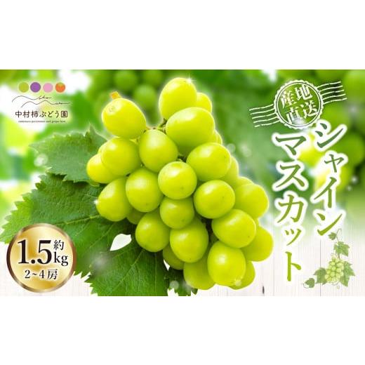 ふるさと納税 ぶどう マスカット 福岡県 うきは市 先行予約 中村柿ぶどう園 シャインマスカット 2房から4房 (約1.5kg) 2026年8月下旬〜9月下旬より順次発送…
