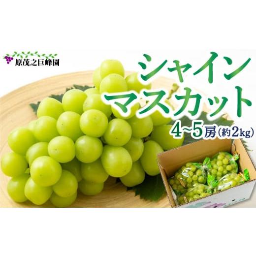 ふるさと納税 ぶどう マスカット 福岡県 うきは市 先行予約 原茂之巨峰園 シャインマスカット 4房から5房 (約2kg) 2026年8月下旬〜9月下旬より順次発送予定…