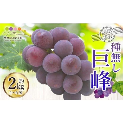 ふるさと納税 ぶどう 巨峰 福岡県 うきは市 先行予約 中村柿ぶどう園 種なし巨峰 4房から6房(約2kg) 2026年8月上旬〜9月上旬より順次発送予定 葡萄 ぶどう …