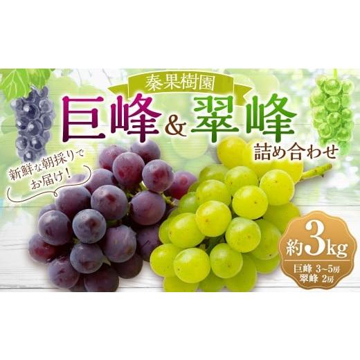 ふるさと納税 ぶどう 巨峰 福岡県 うきは市 先行予約 秦果樹園 巨峰 ・ 翠峰 詰め合わせ 約3kg (巨峰 3から5房・翠峰 2房) 2026年8月下旬〜9月上旬より順次…