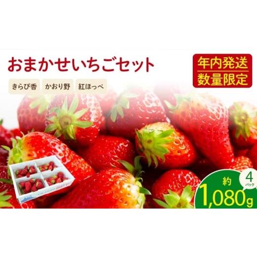 ふるさと納税 いちご 静岡県 藤枝市 先行予約 2025年11月より順次発送 フレッシュ いちご 1kg 以上 おまかせ 数量限定 苺 年内配送 産地 直送 イチゴ 紅ほっ…
