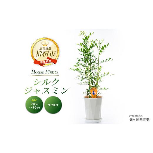 ふるさと納税 花・苗木 鹿児島県 指宿市 観葉植物 シルクジャスミン70cm〜90cm(鎌ヶ迫園芸場/IB086-005)南国鹿児島県で育った 観葉植物 植物 鉢付 インテリ…