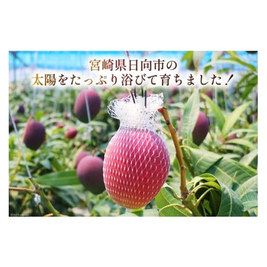 ふるさと納税 マンゴー 宮崎県 日向市 2025年夏発送 宮崎 完熟