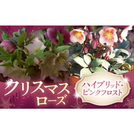 ふるさと納税 雑貨・日用品 花 長野県 伊那市 クリスマスローズ・ハイブリッド・ピンクフロスト | 花 クリスマス ローズ 冬 氷 薔薇 赤 季節 冬 ガーデニング …