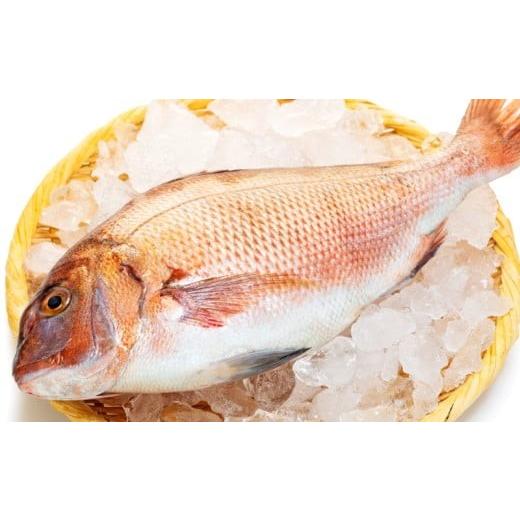 ふるさと納税 魚貝類 鯛 高知県 須崎市 真鯛 刺身 用 柵 アラ付き 2尾 セット 2kg 本場須崎のブランド 鯛 乙女鯛 新鮮 冷蔵 刺身 お刺し身 タイ 鯛 高級魚 鮮…_7